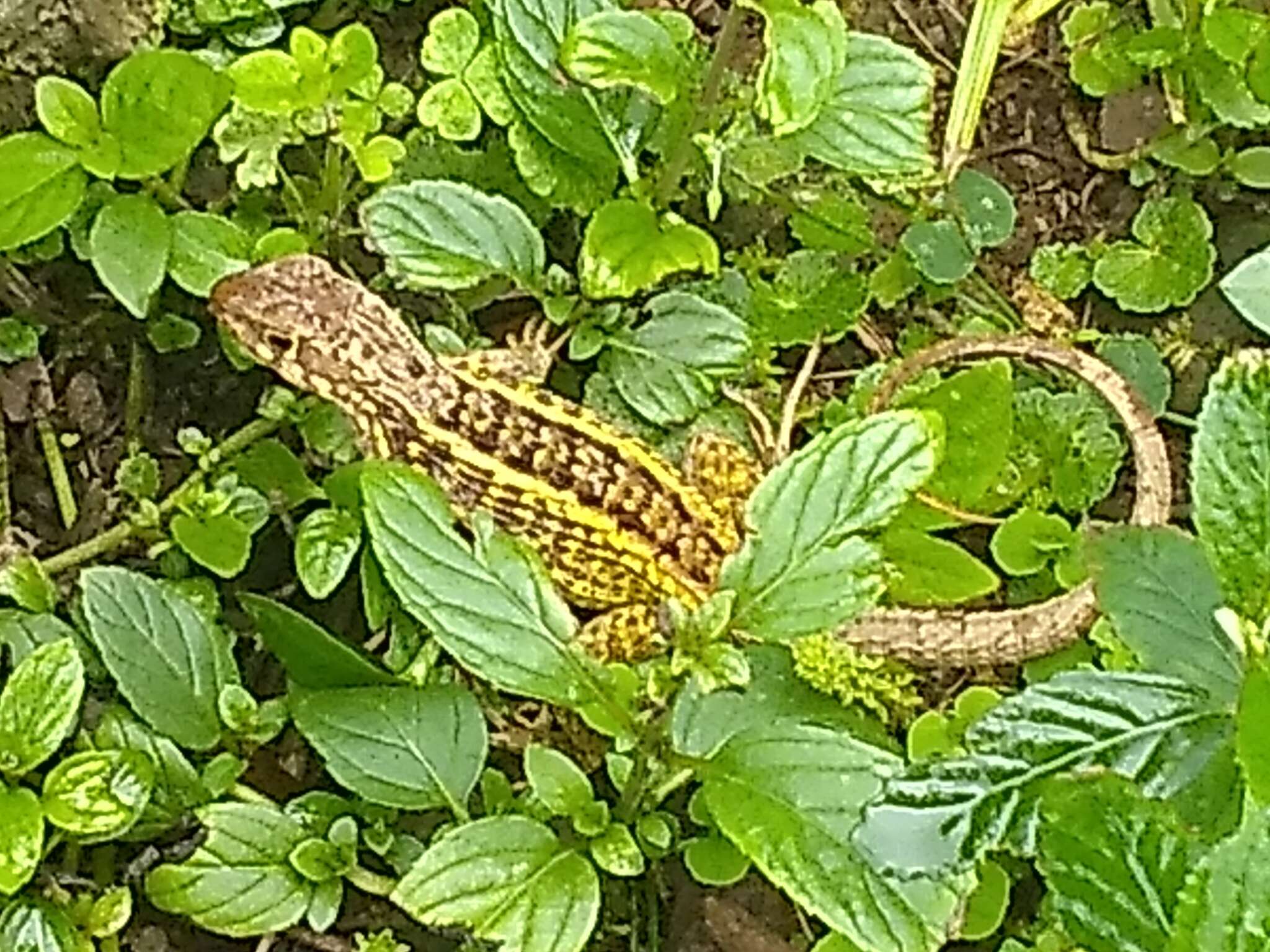 Image of Jeremie Curlytail Lizard