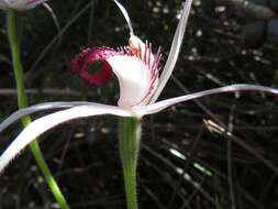 Image of Exotic spider orchid