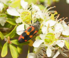 Image of Castiarina sexplagiata (Gory 1841)