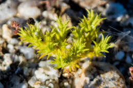 Слика од Loeflingia squarrosa Nutt. ex Torr. & Gray