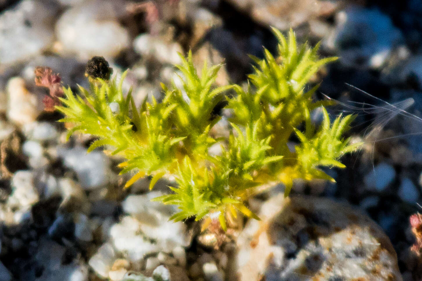 Image of spreading pygmyleaf