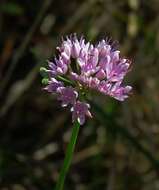 صورة Allium lusitanicum Lam.