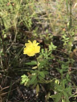 Imagem de Crocanthemum corymbosum (Michx.) Britt.