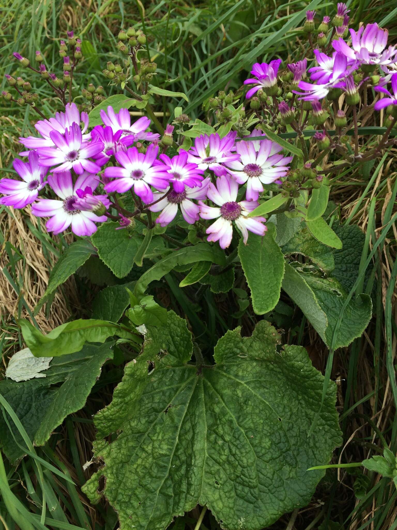 Sivun Pericallis hybrida B. Nord. kuva