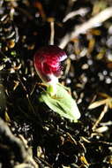 Plancia ëd Corybas recurvus D. L. Jones