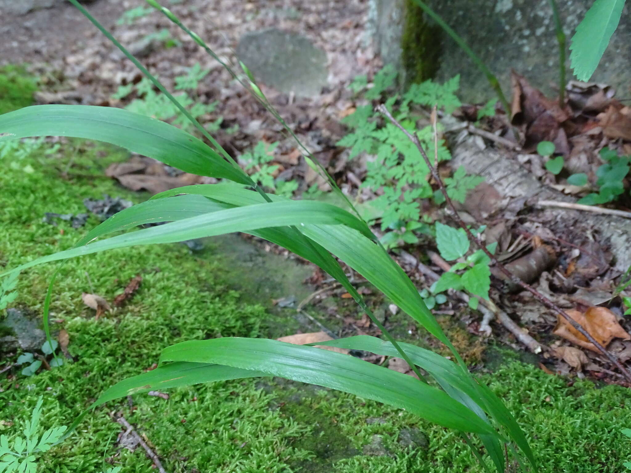 Image of blackseed ricegrass