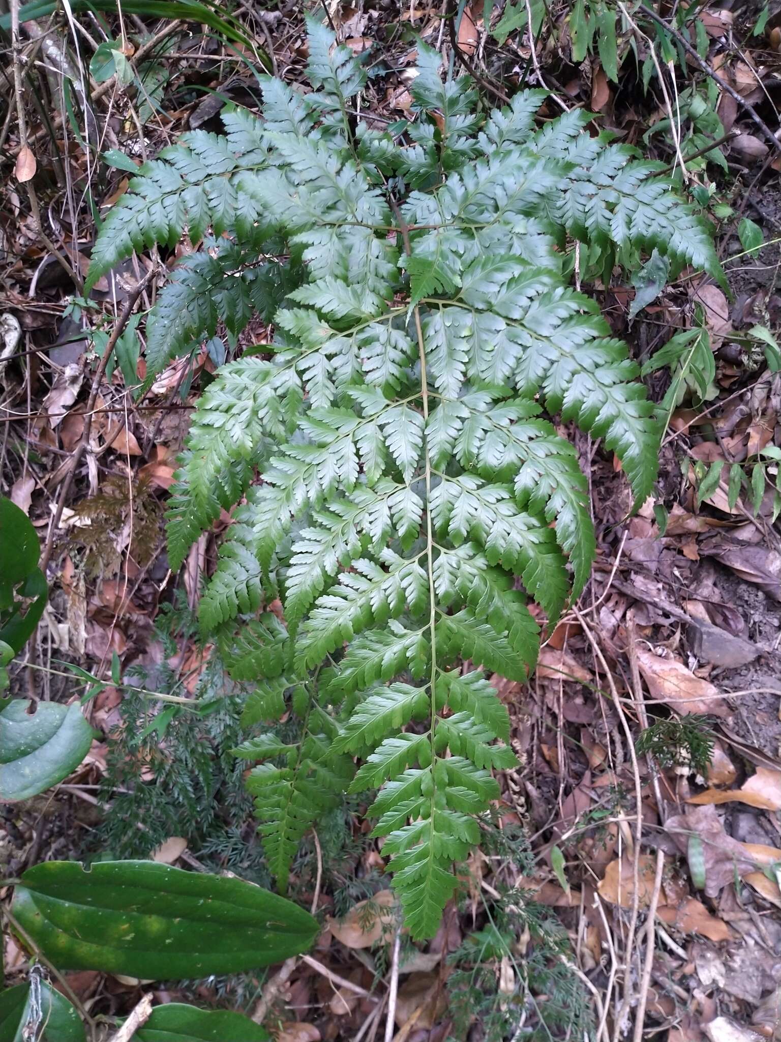 Image de Davallia divaricata Bl.