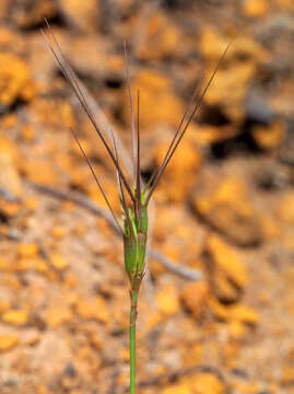 Image of Lorent's goatgrass