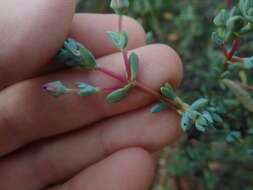 Image of Ruschiella argentea (L. Bol.) Klak