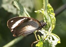 Image of <i>Papilio <i>dardanus</i></i> dardanus