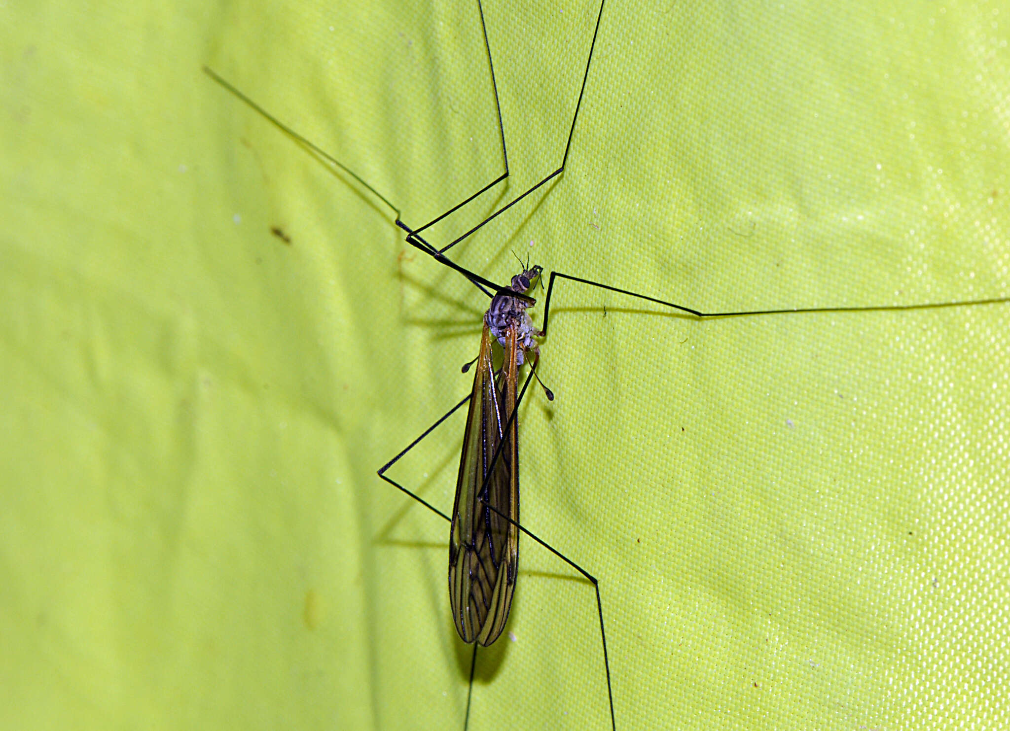 Image of Leptotarsus (Macromastix) luteisubcostatus (Alexander 1934)