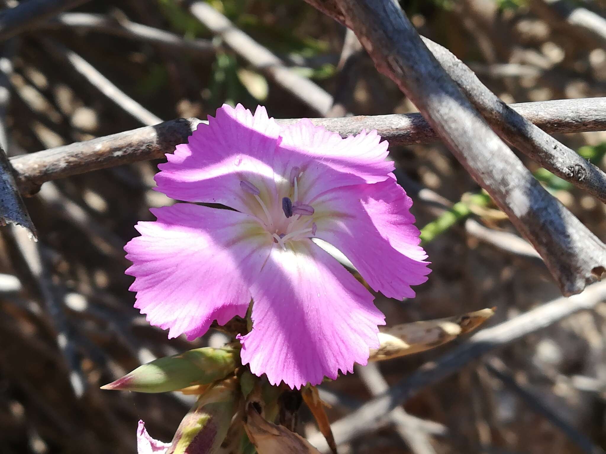 Image of Dianthus rupicola Biv.