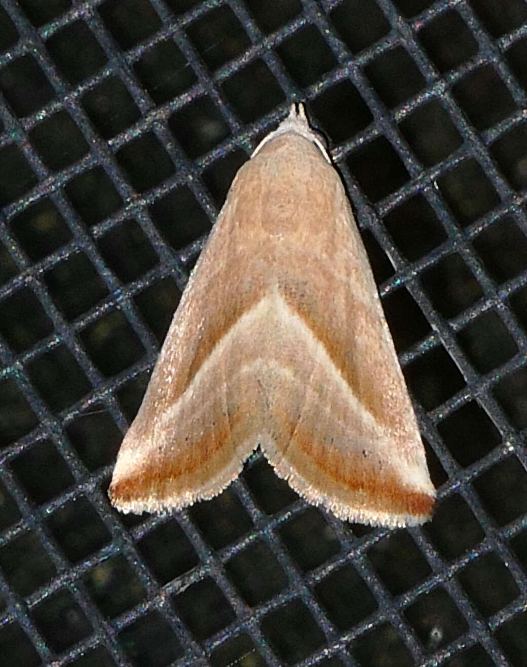 Image of Straight-lined Seed Moth