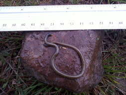 Image of Rio Grande do Sul Blind Snake