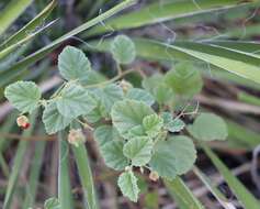 Image of Texas burstwort