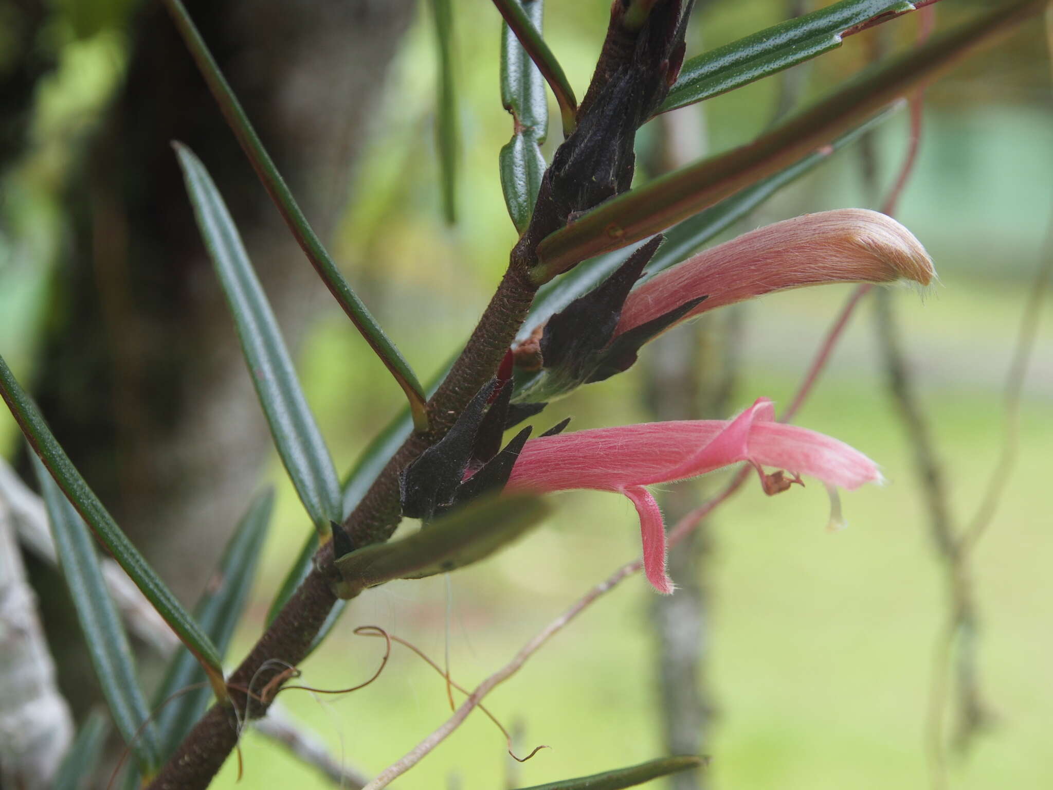 Image of Columnea linearis Oerst.