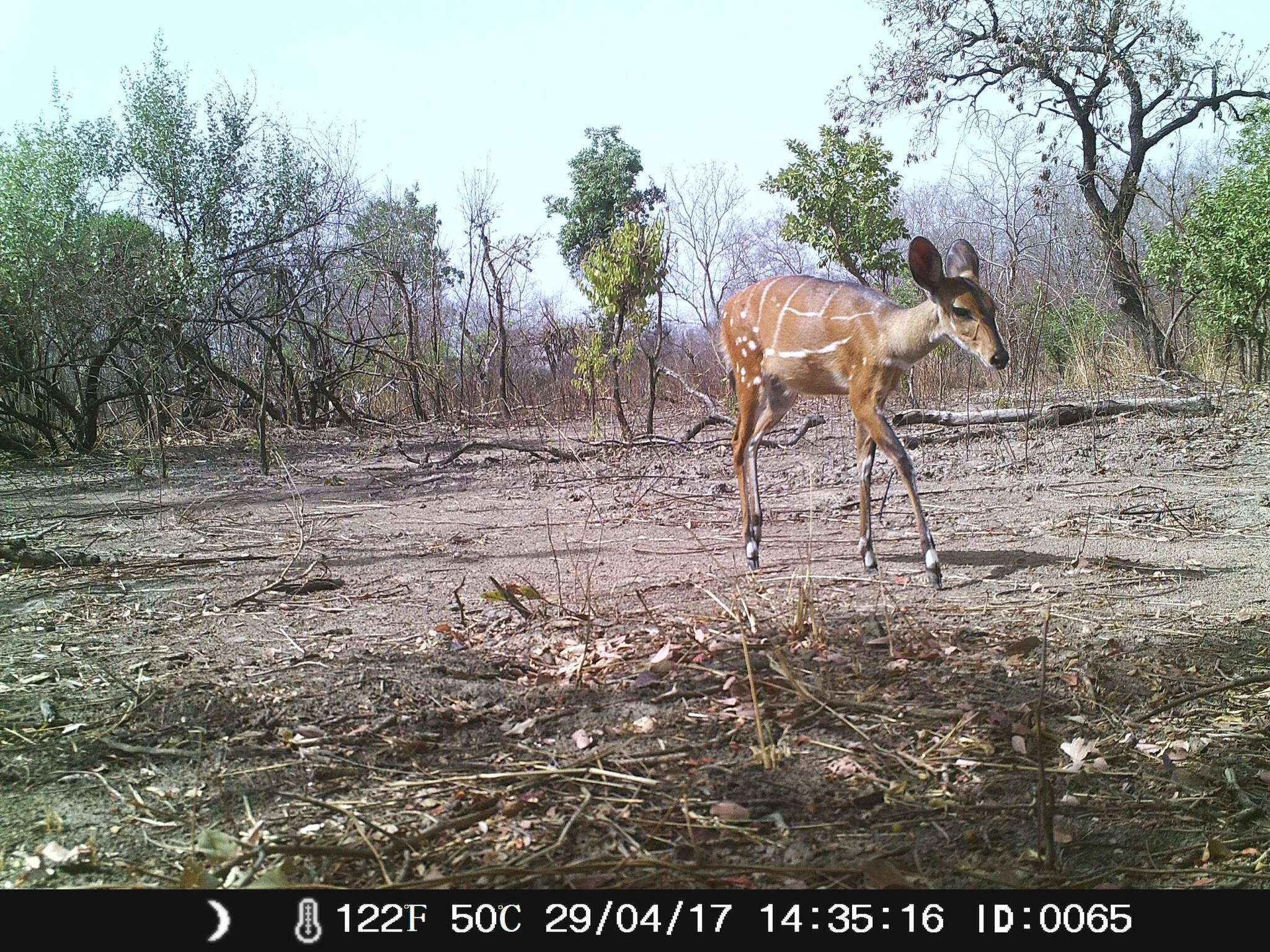 Image of Bushbuck