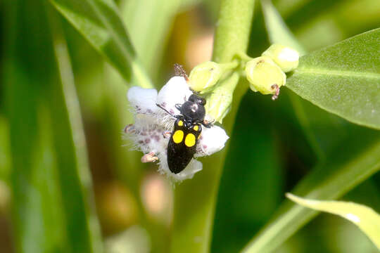 Image of Castiarina liliputana (Thomson 1857)