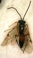 Image of Parasitoid wasp