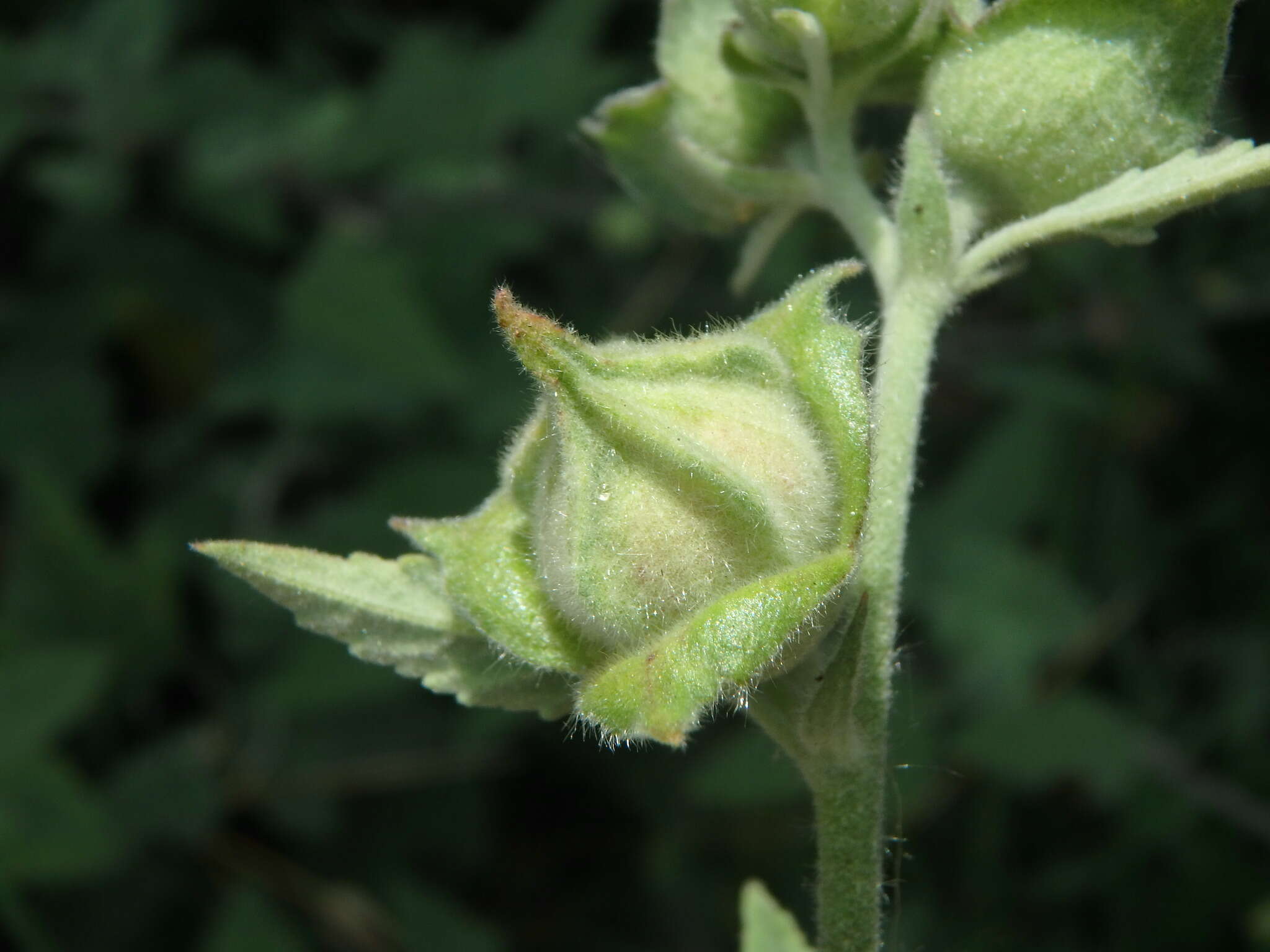 Image de <i>Malva clementii</i> (Cheek) Stace