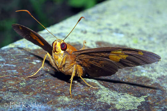 Image of Dyscophellus phraxanor Hewitson 1876