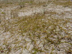 Image of Zoysia pauciflora Mez