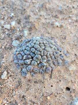 Image of Conophytum swanepoelianum Rawe