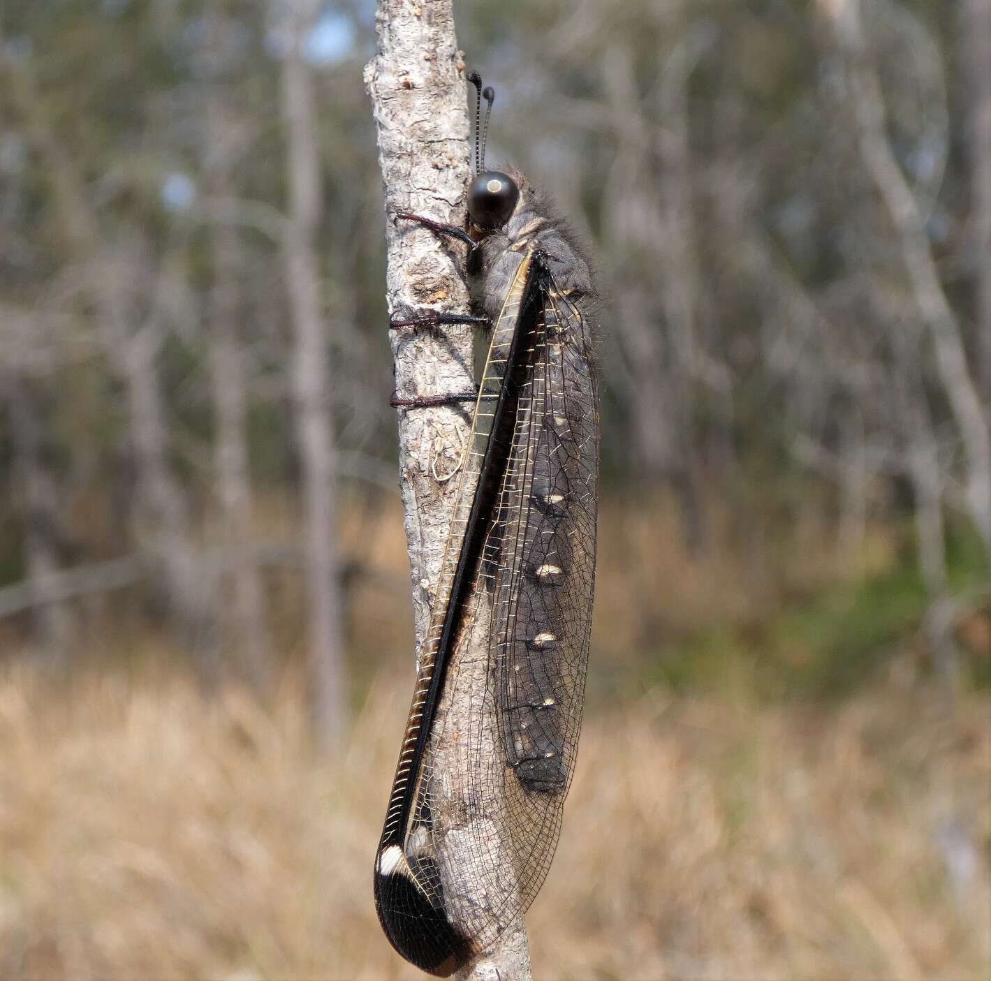 Слика од Stilbopteryx costalis Newman 1838