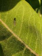 Image of Graphocephala confluens (Uhler 1861)