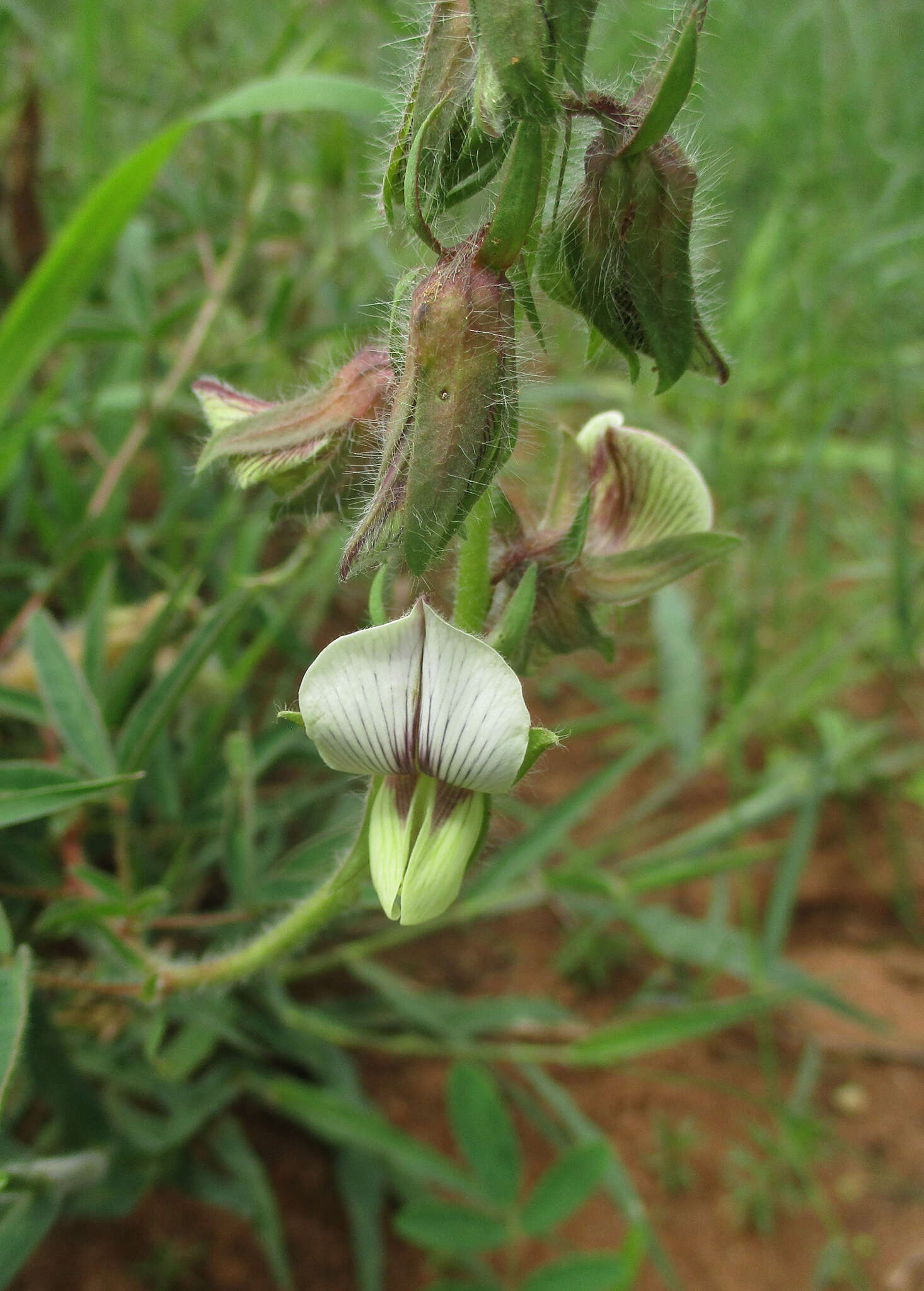 Image of Crotalaria burkeana Benth.