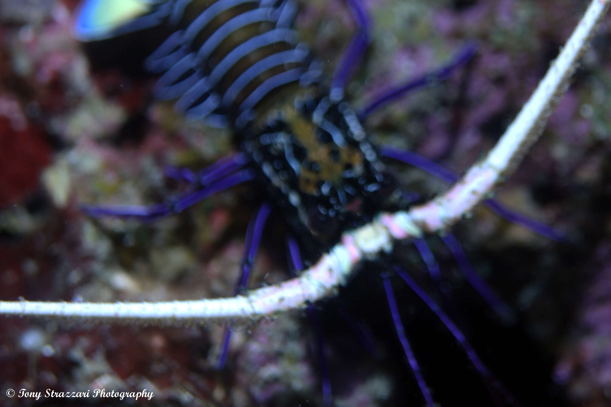 Image of Painted Spiny Lobster