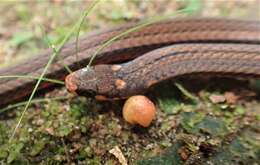 Image of Black-headed Snake (equatoriana