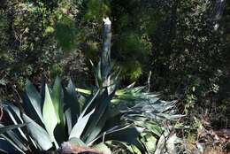 Image of Agave hiemiflora Gentry