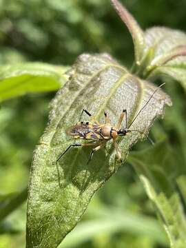 Image of Rhynocoris rapax (Stål 1855)