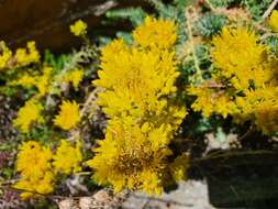 Image of Petrosedum montanum (Song. & Perr.) V. Grulich