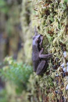 Image of Sarcohyla Duellman, Marion & Hedges 2016