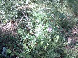 Image of Geranium asphodeloides subsp. tauricum (Rupr.) Fritsch