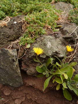 Image of Calendula suffruticosa subsp. maderensis (DC.) R. Govaerts