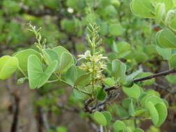 Imagem de Bauhinia racemosa Lam.