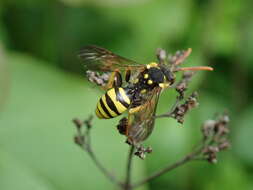 Image of Nomada succincta Panzer 1798