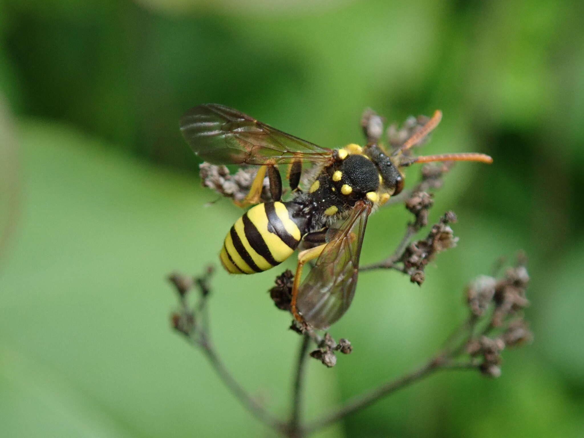 Image of Nomada succincta Panzer 1798