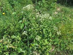 Eupatorium cordigerum (Fern.) Fern.的圖片