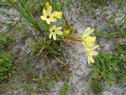 Image of Ixia paniculata D. Delaroche