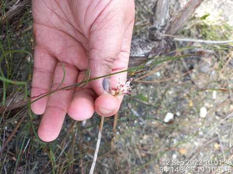 Imagem de Serruria flagellifolia Salisb. ex Knight