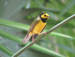 Image of Hooded Warbler