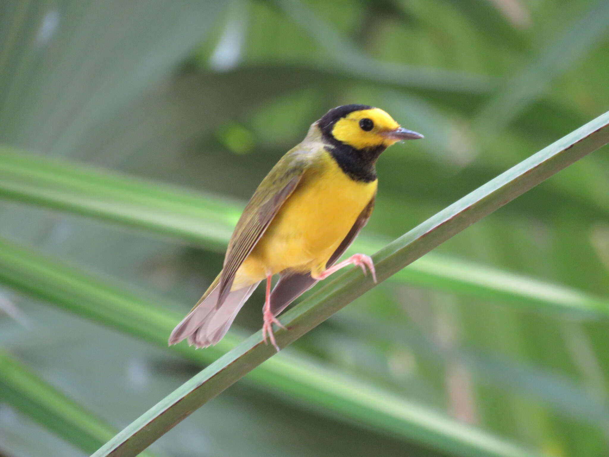 Image of Hooded Warbler