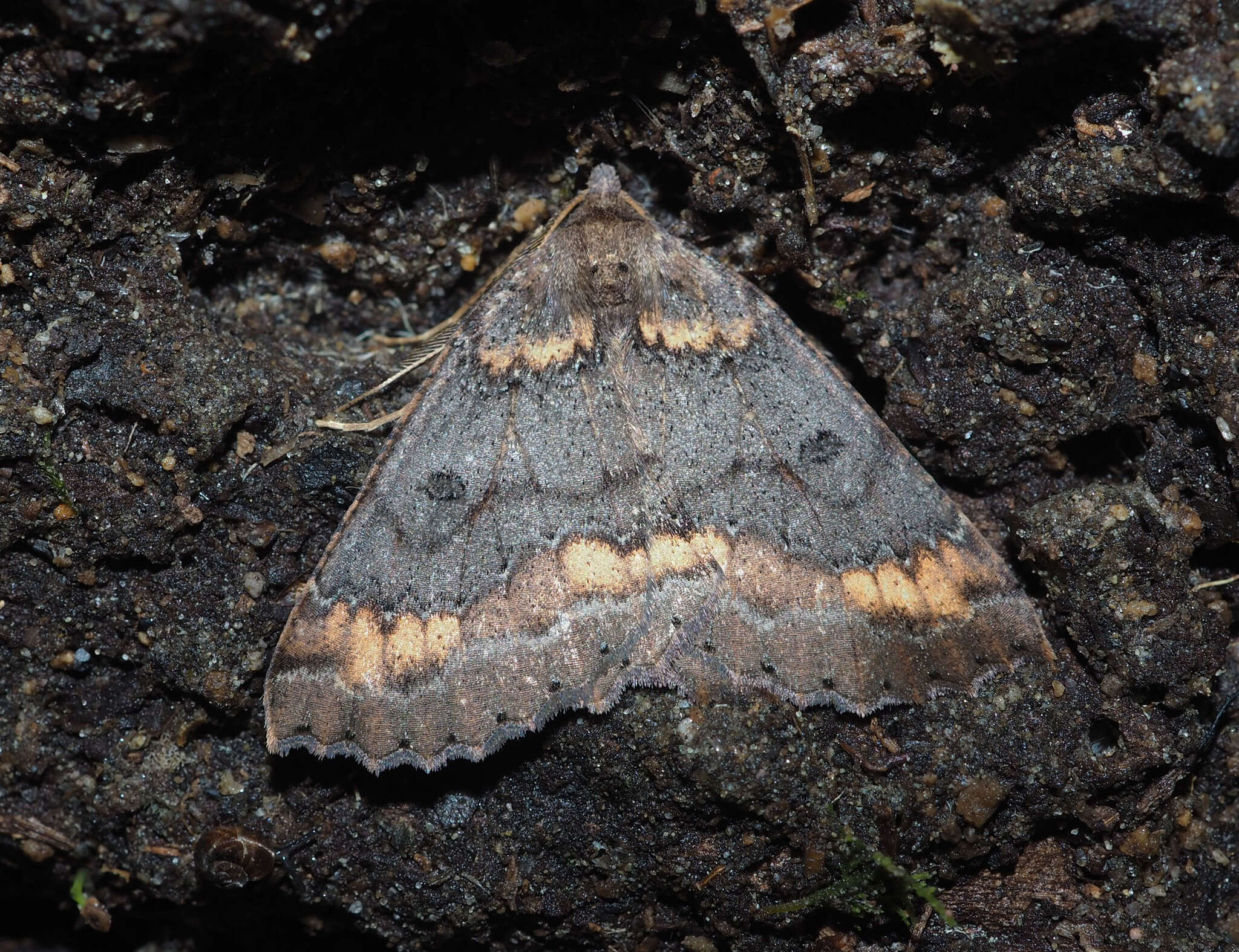 Image of Kawakawa looper moth