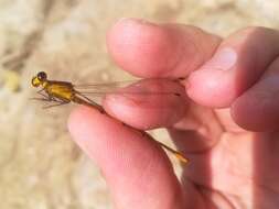 Image of Heteragrion alienum Williamson 1919