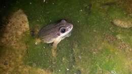 Image of Upland Chorus Frog