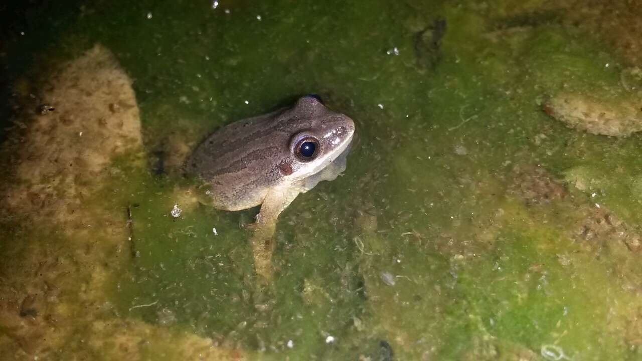 Image of Upland Chorus Frog